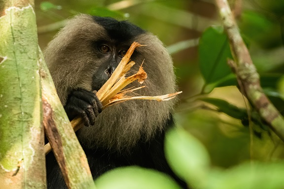 lion tailed macaque - 576x384