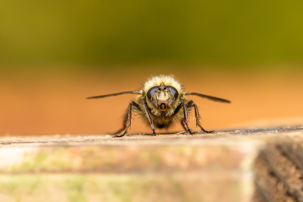 bumblebee, bee, insect