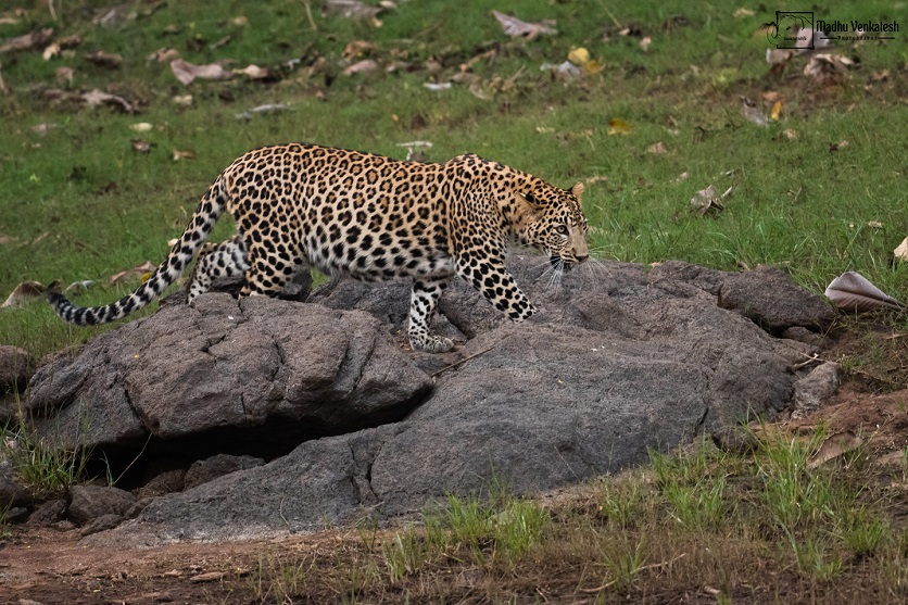 leopard - Bhadra tiger reserve.jpg - resize 836x557